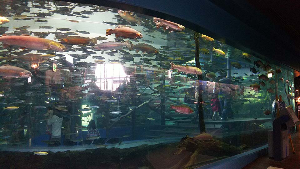 森の中の水族館。 山梨県立富士湧水の里水族館