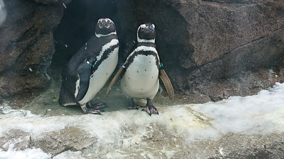 上越市立水族博物館 うみがたり_ここに注目！_3