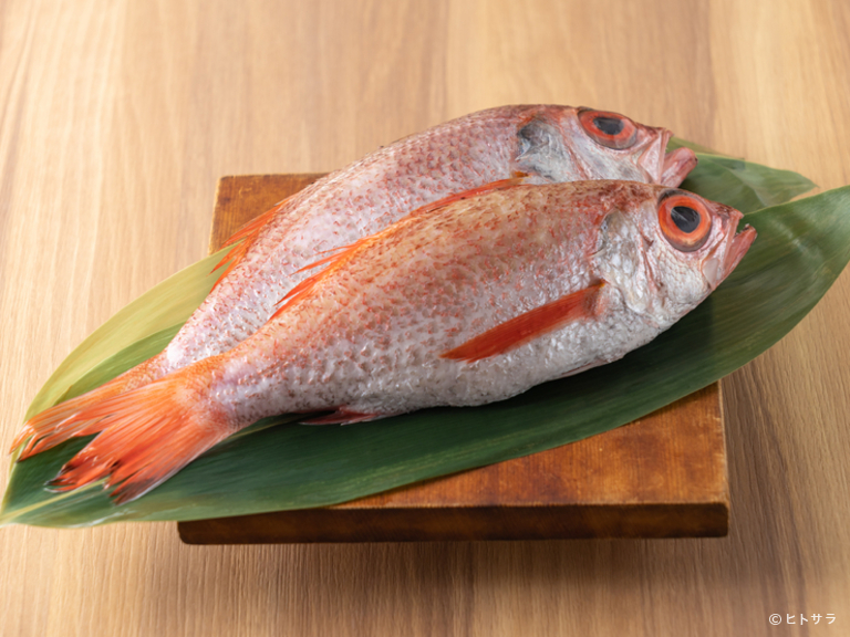 魚男　South_3