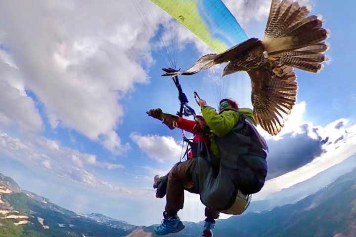 Parahawking(パラホーキング )in Japan