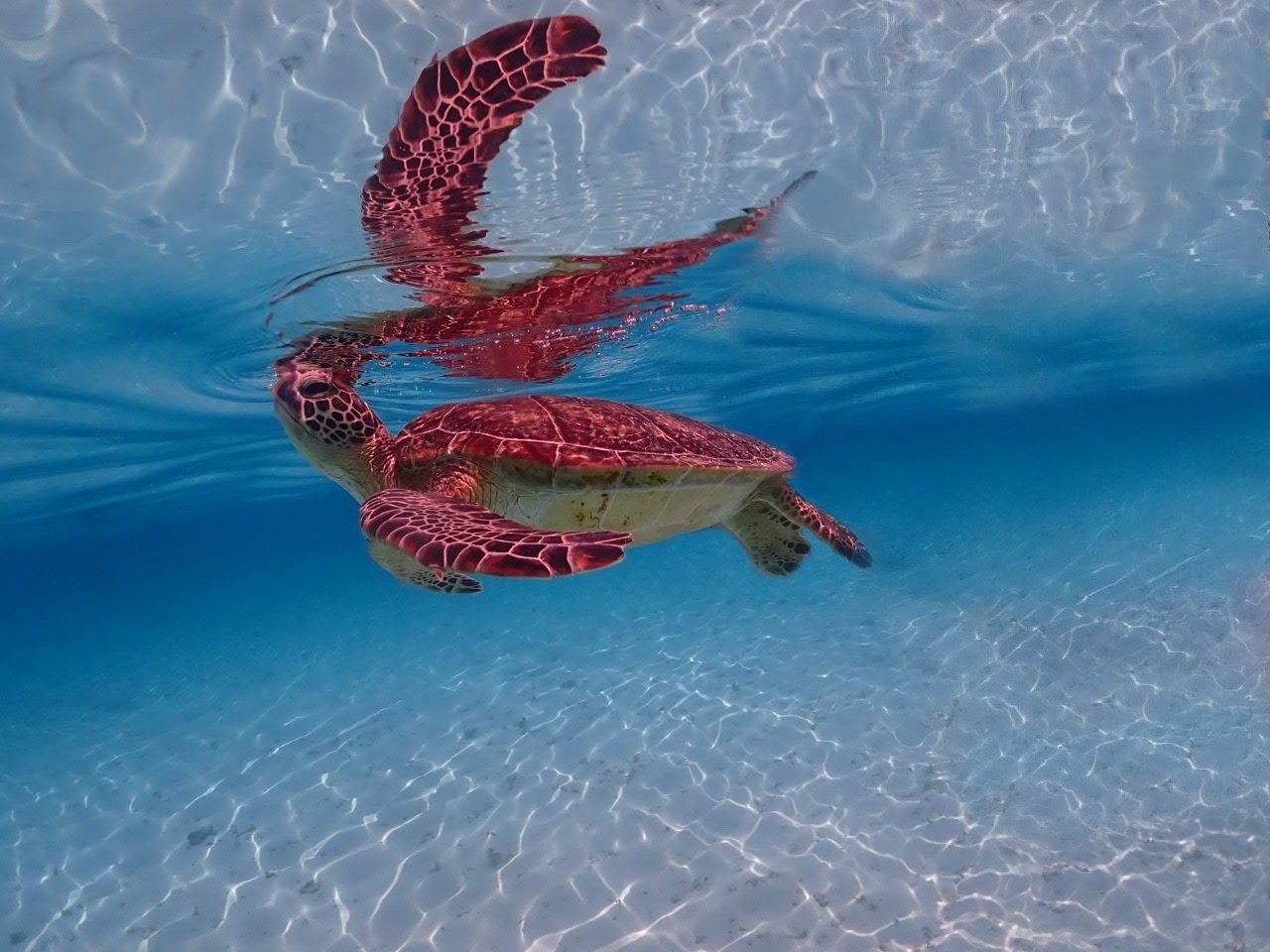 Blue Turtle Ocean Sports