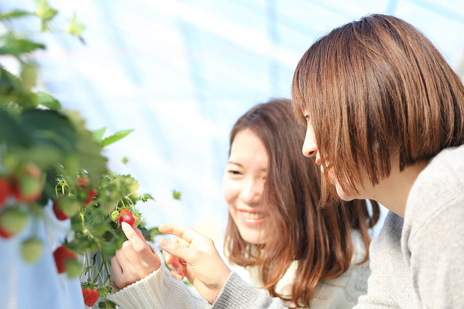 the BERRY YOKOHAMA