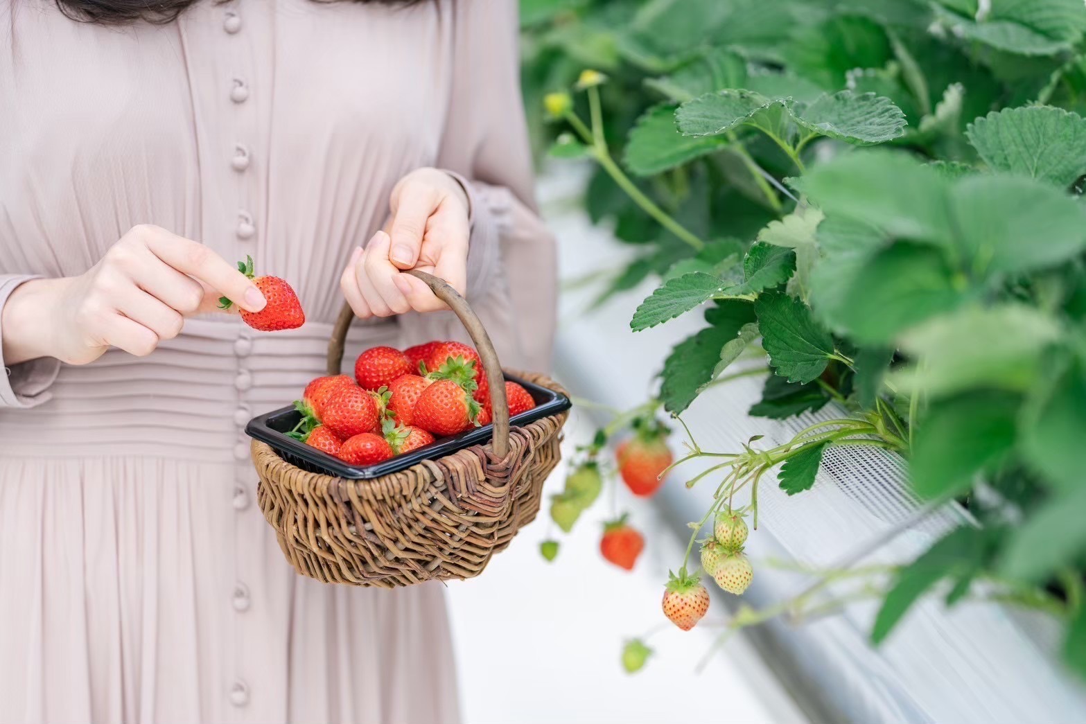 スカイフローラファーム