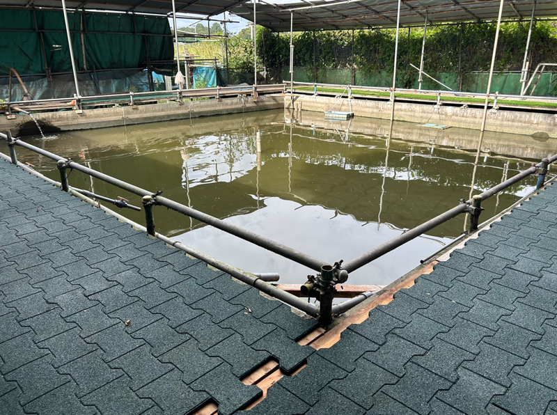 すっぽん釣り堀