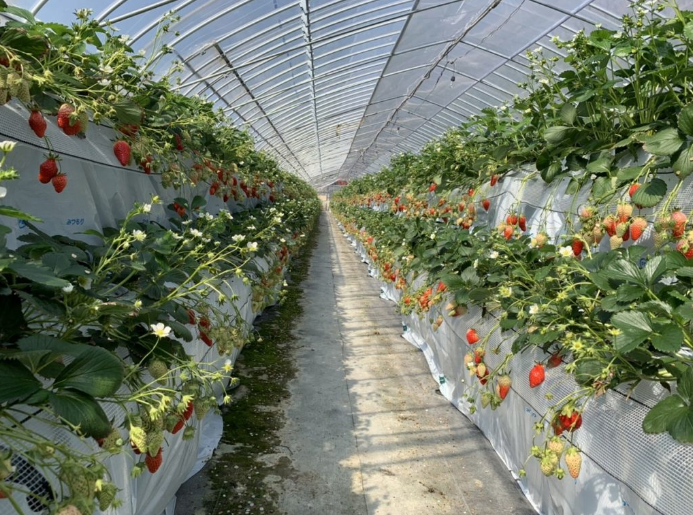 オクタファーム