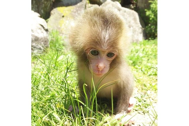 小豆島 銚子渓 自然動物園 お猿の国