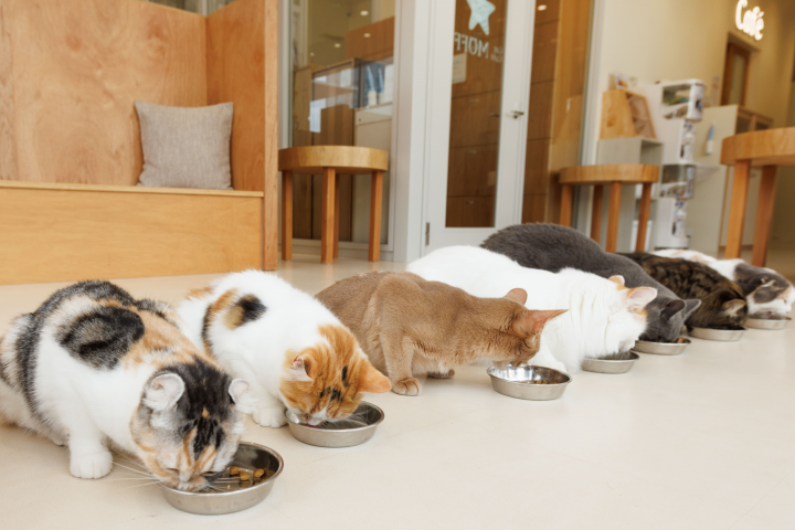 Cat Caf? MOFF SHIMINT HIROSHIMA店