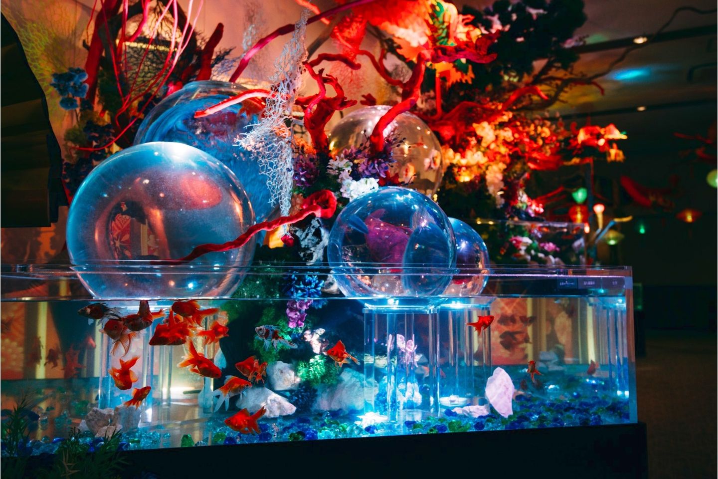 錦鯉・金魚アクアリウム in ときメッセ