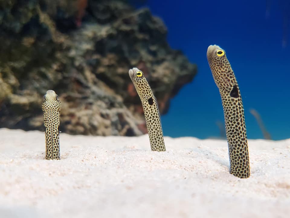 シン・マリホ水族館