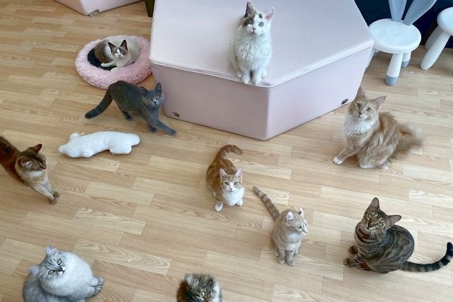 猫カフェPuchiMarry ラソラ札幌店