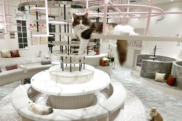 猫カフェPuchiMarry　イオンモールつくば店