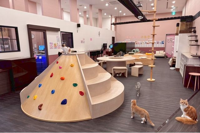 猫カフェPuchiMarry　イオンモールかほく店