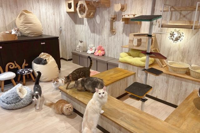 猫カフェPuchiMarry　名古屋大須店