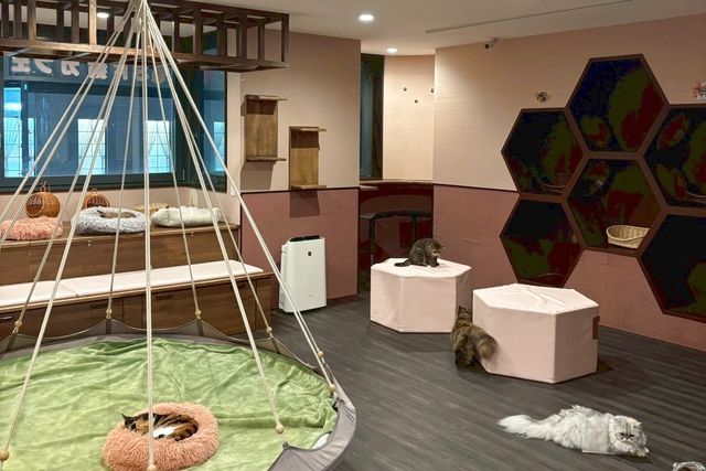 猫カフェPuchiMarry　京都河原町店