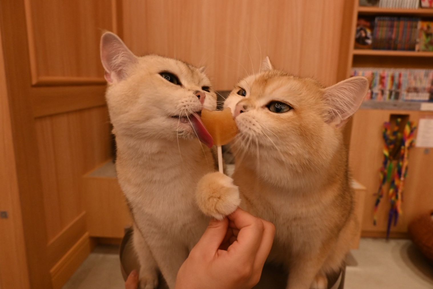 猫カフェモカ 梅田店