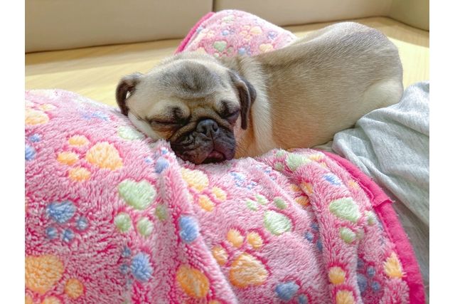 いぬカフェRio廿日市店