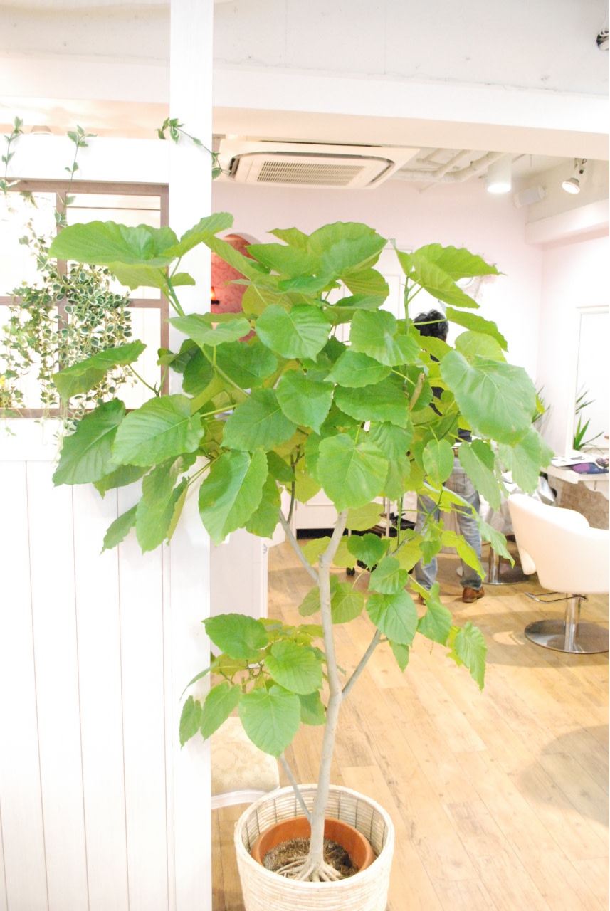 miel hair新宿 ケアブリーチ 髪質改善 スパ_【mielhair新宿】miel hair