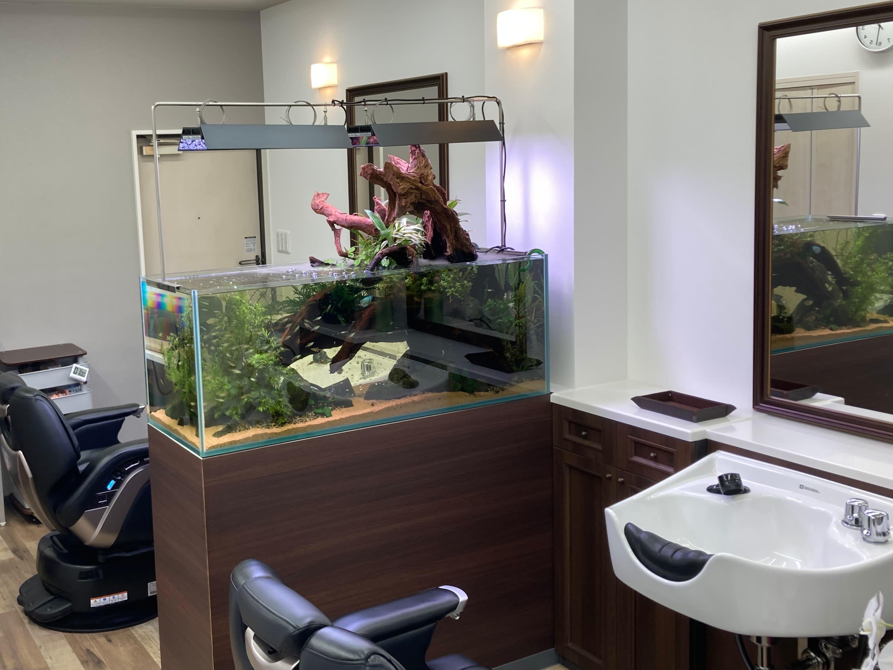 barber shop&Y_1