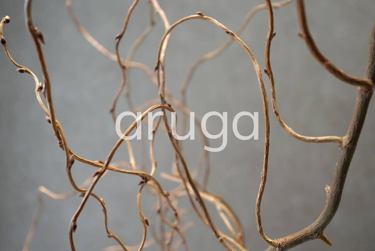 aruga 大岡山