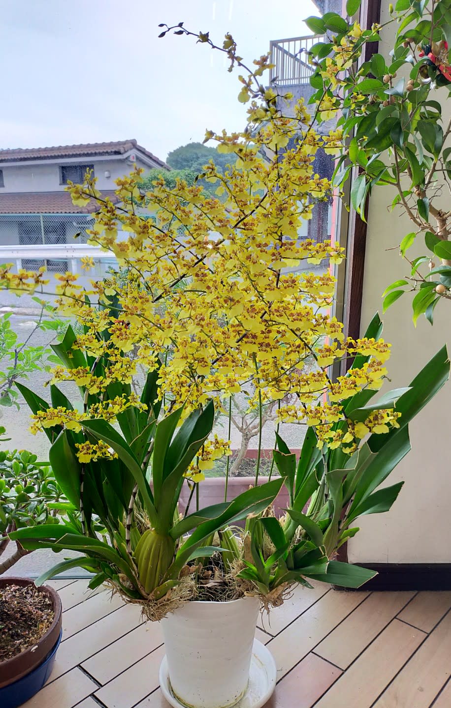 Asunaro
