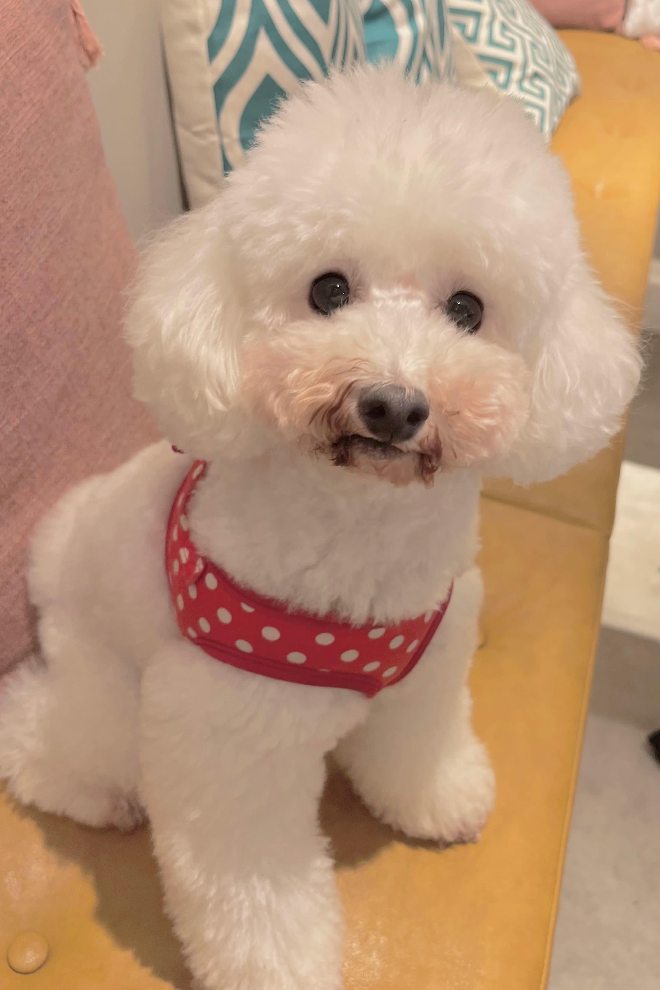 Beauty Salon Milk_みるく(看板犬)