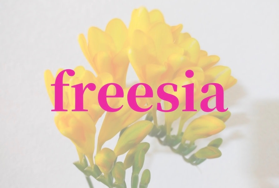 freesia【フリージア】_オーナー