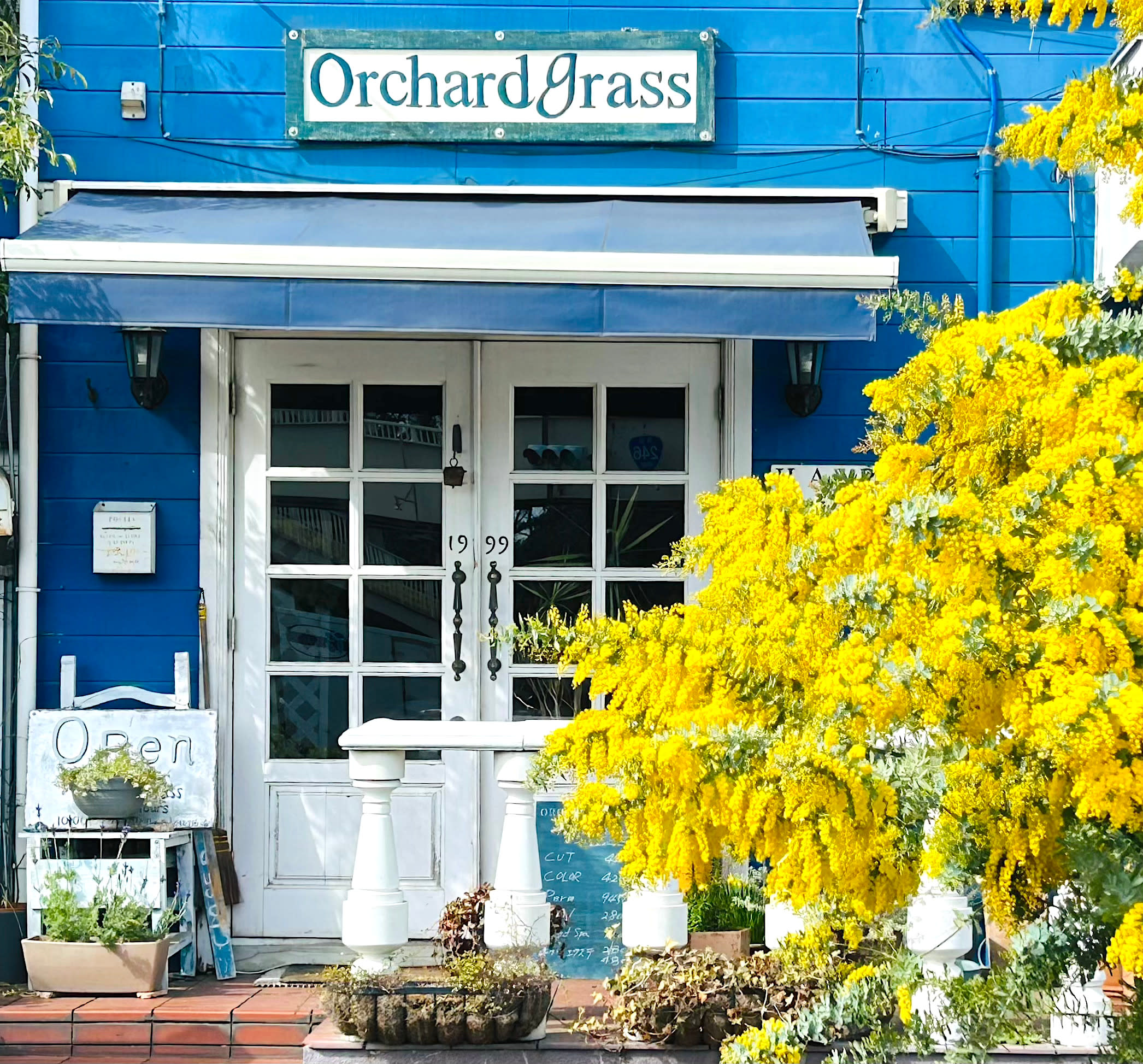 Orchardgrass