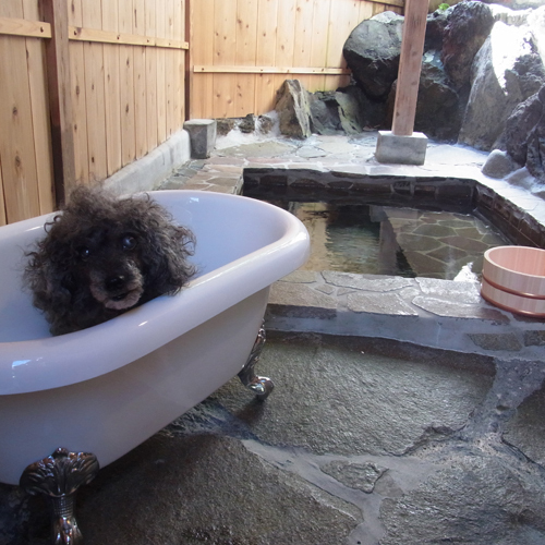 伊豆高原の小さな隠れペット宿　ブランニューデイ（ｂｒａｎｄ-ｎｅｗ　ｄａｙ）