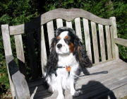 伊豆高原温泉　ペットと泊まれる全室専用露天風呂付　別邸　石の家