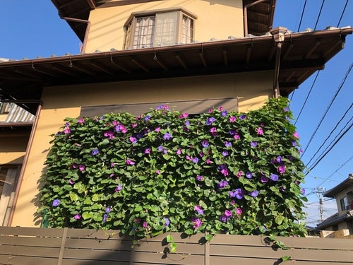 ＫＯＴＯ　ＴＥＡ　ＨＯＵＳＥ／民泊