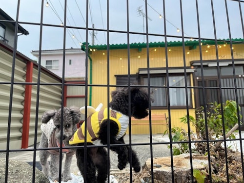 1日1組限定貸切 ワンちゃんも泊まれる貸別荘/民泊