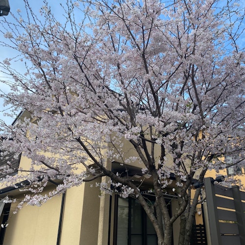 【花見宿】叡電・木野/民泊