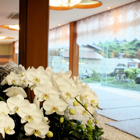 伊勢神宮のお膝元　鳥羽　胡蝶蘭