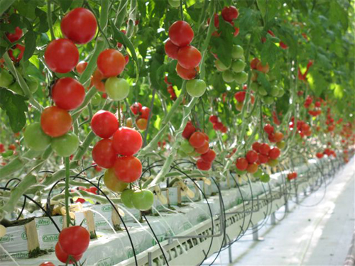 ナチュラルグリーンパークホテル