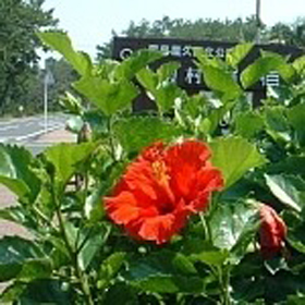 指宿温泉　休暇村　指宿